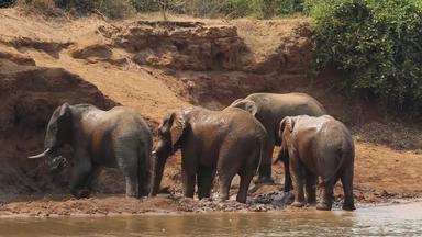 非洲大象喷涂泥